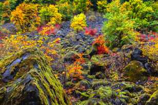 Hillside of Vine Maples-7744